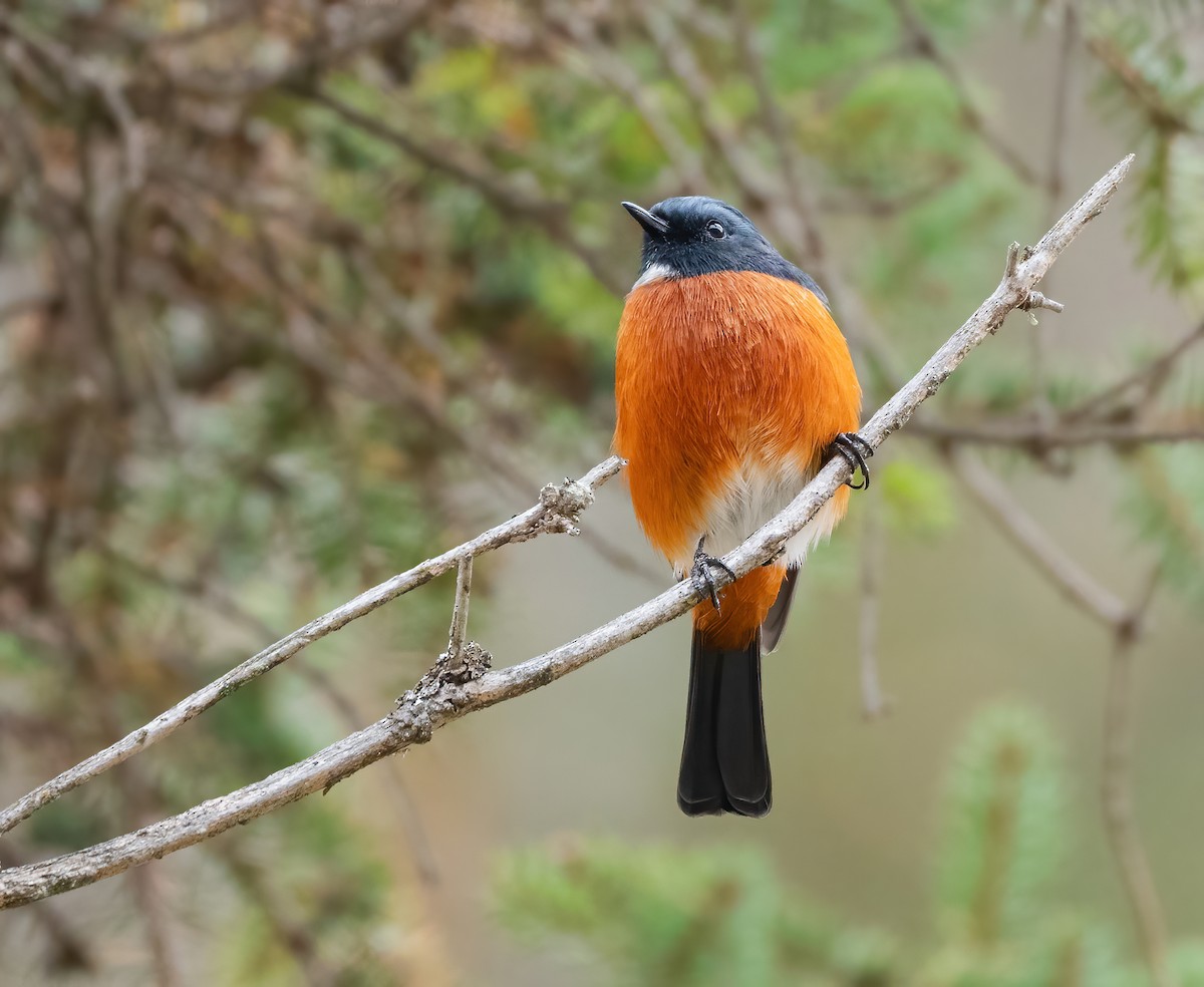 White-throated Redstart - ML626853949