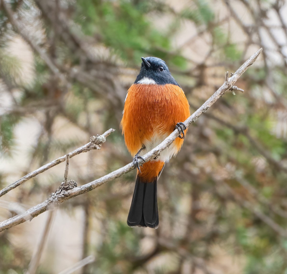 White-throated Redstart - ML626853950