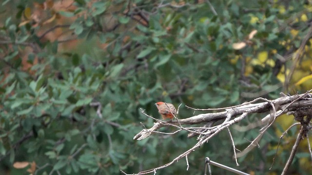 Hepatic Tanager - ML626853994