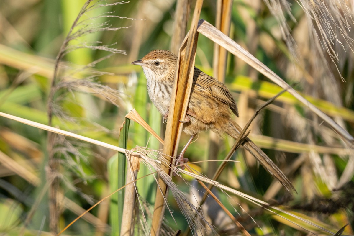 bregnesanger - ML626854169