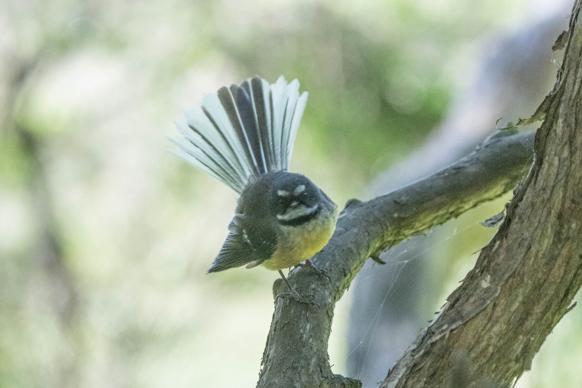 New Zealand Fantail - ML626854171