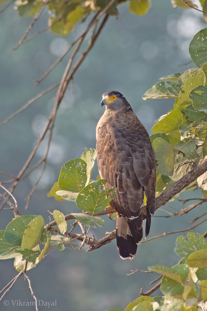 Crested Serpent-Eagle - ML626854296