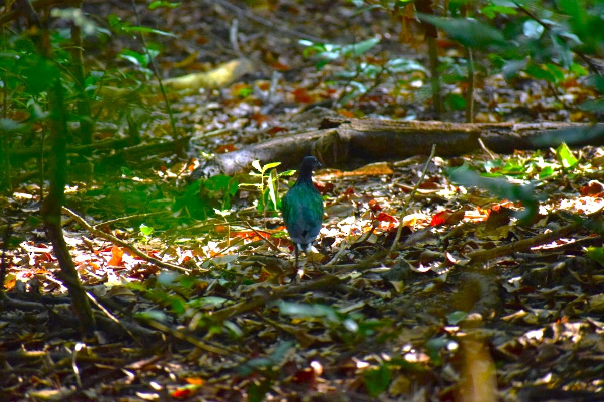 Nicobar Pigeon - ML626854364