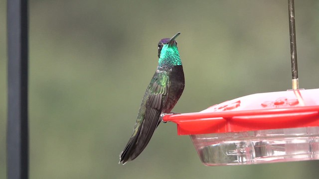 Rivoli's Hummingbird - ML626854385