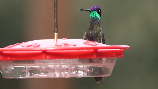 Rivoli's Hummingbird - ML626854386