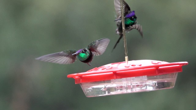 Rivoli's Hummingbird - ML626854387