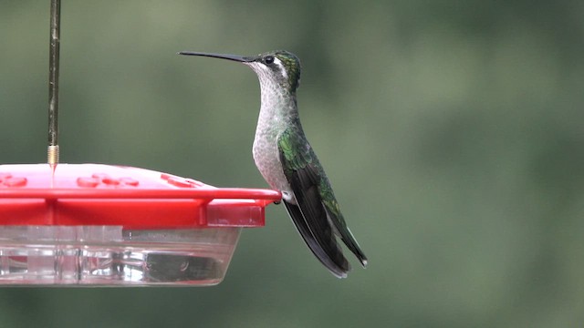 Rivoli's Hummingbird - ML626854388
