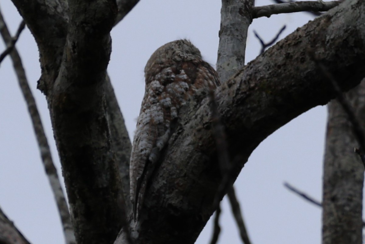 Great Potoo - ML626854549