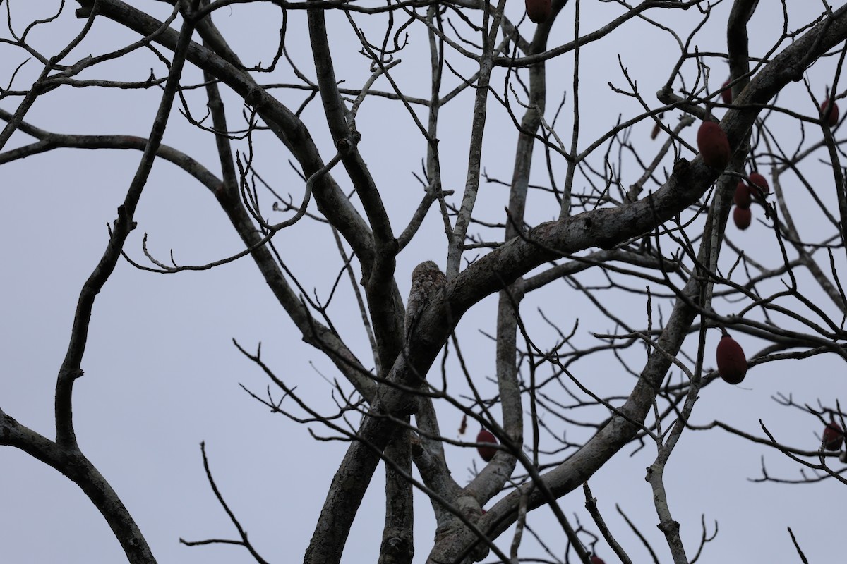Great Potoo - ML626854551