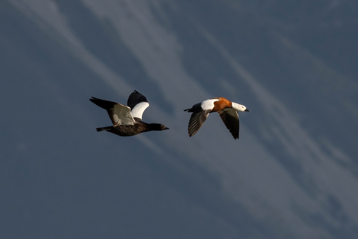 husice rajská - ML626854589