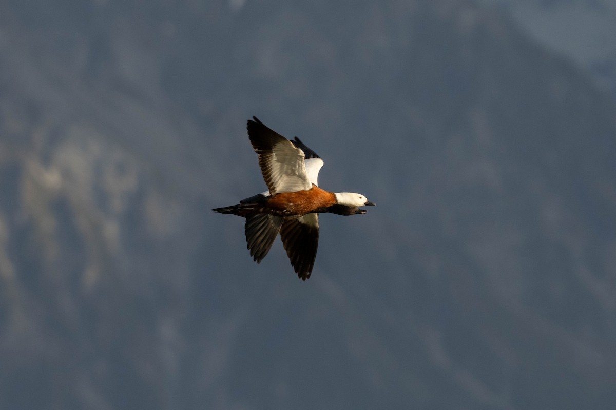 husice rajská - ML626854590