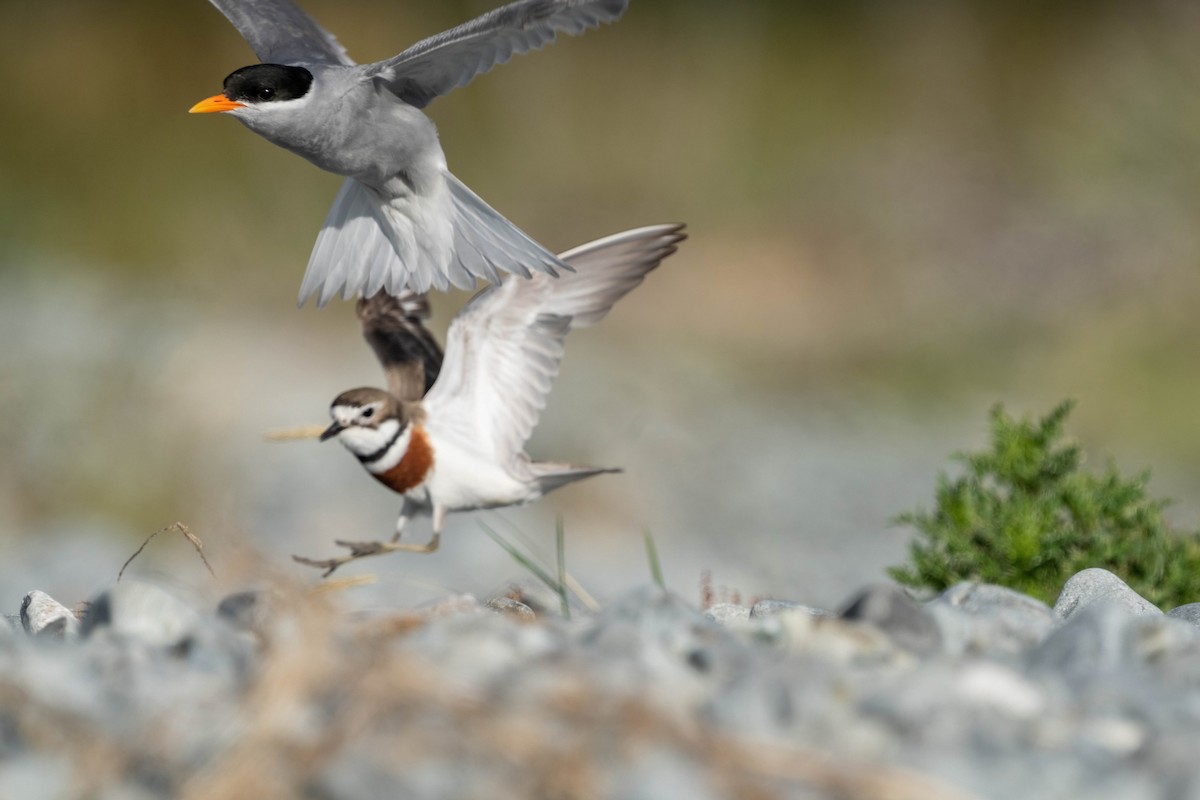 kulík dvoupruhý - ML626854591