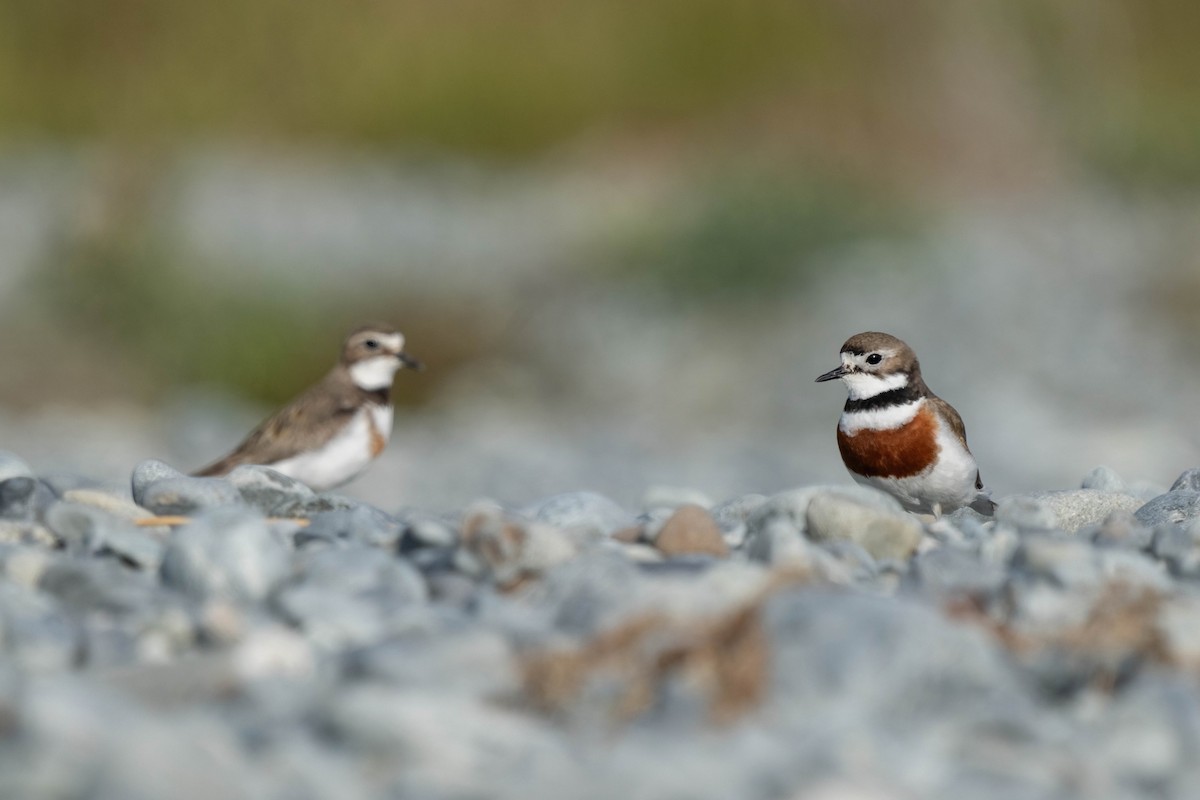 kulík dvoupruhý - ML626854592