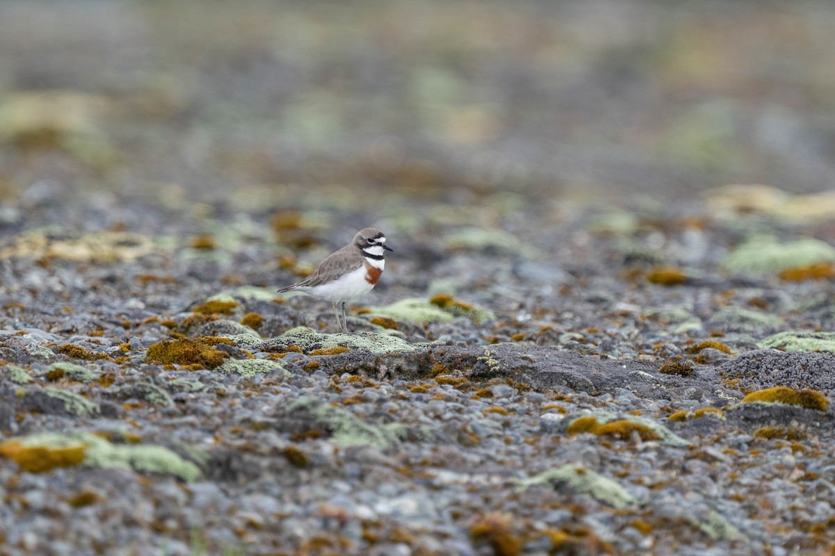 kulík dvoupruhý - ML626854594