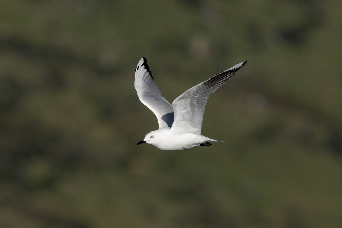 racek černozobý - ML626854595