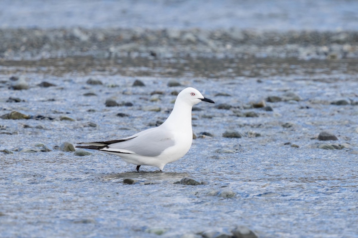 racek černozobý - ML626854596