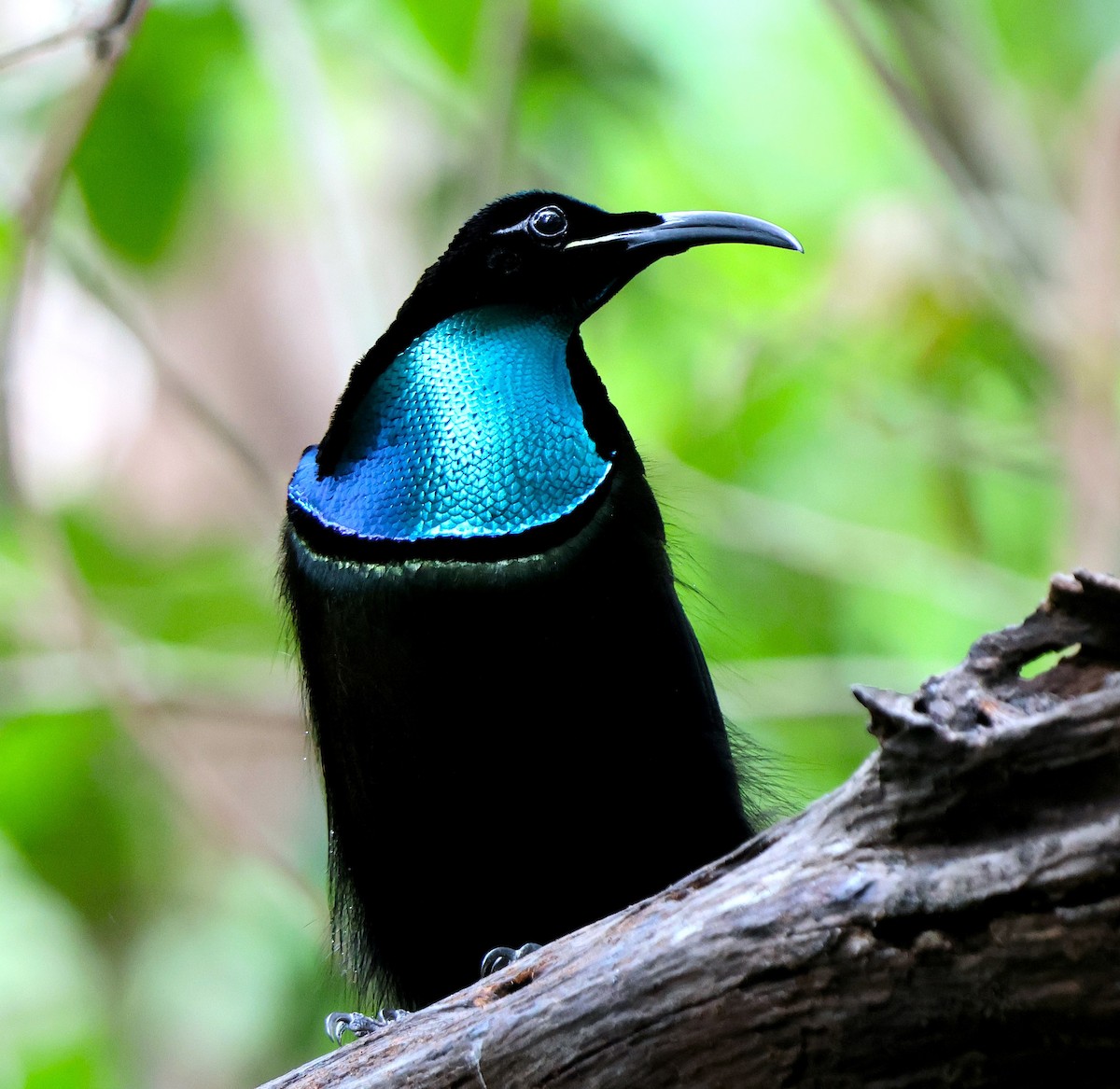 Magnificent Riflebird - ML626854629