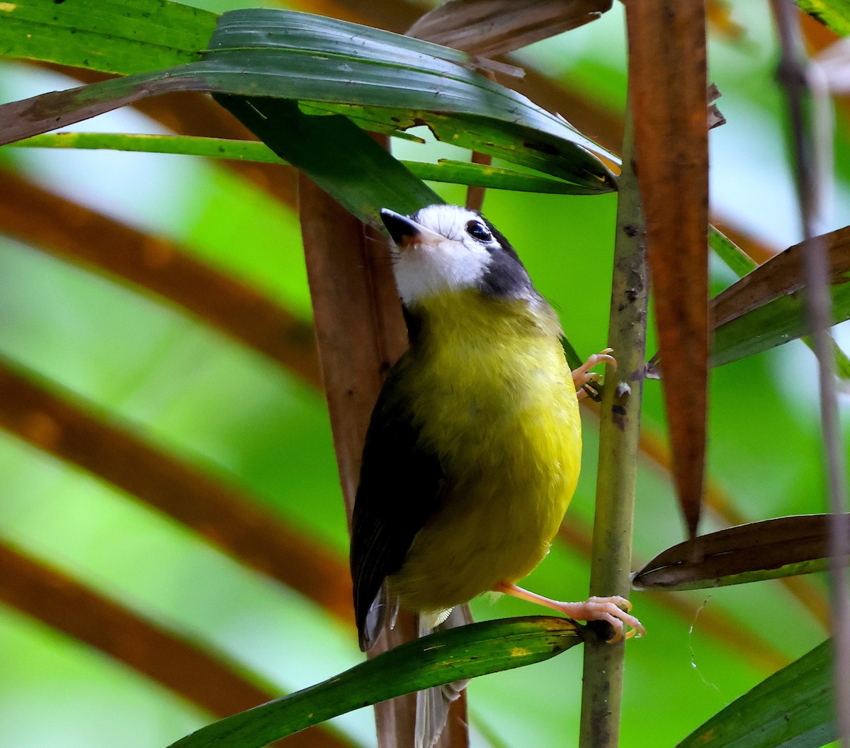 White-faced Robin - ML626854643