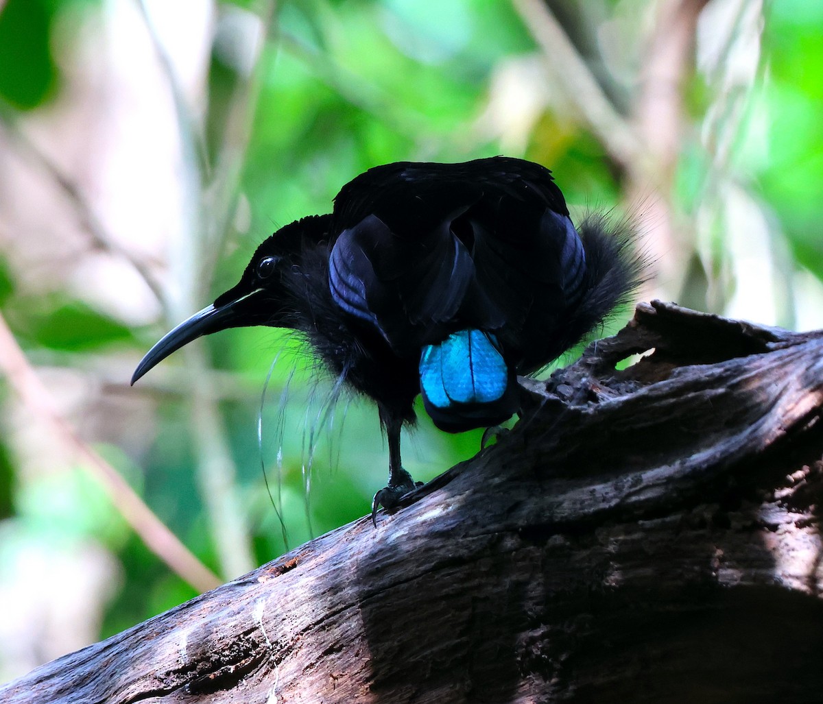 Magnificent Riflebird - ML626854675