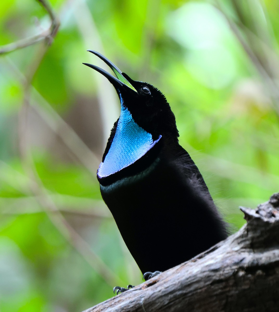 Magnificent Riflebird - ML626854677