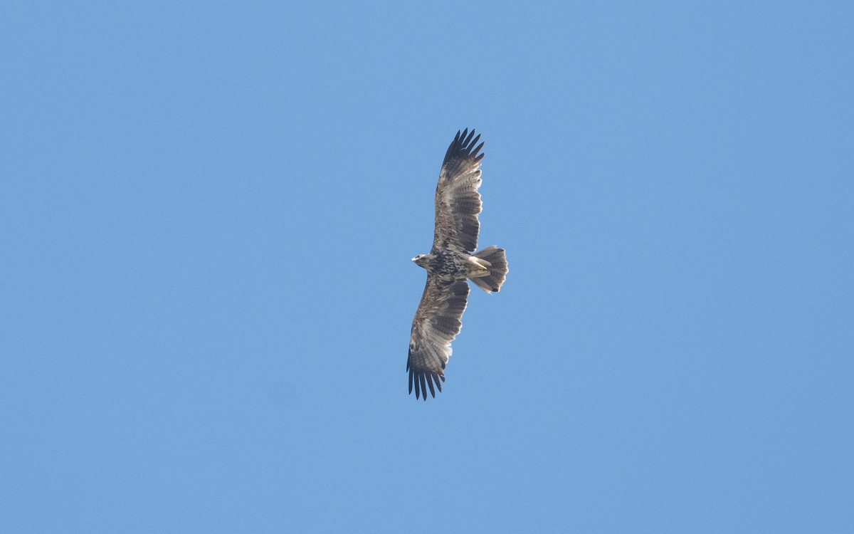 Imperial Eagle - ML626855084
