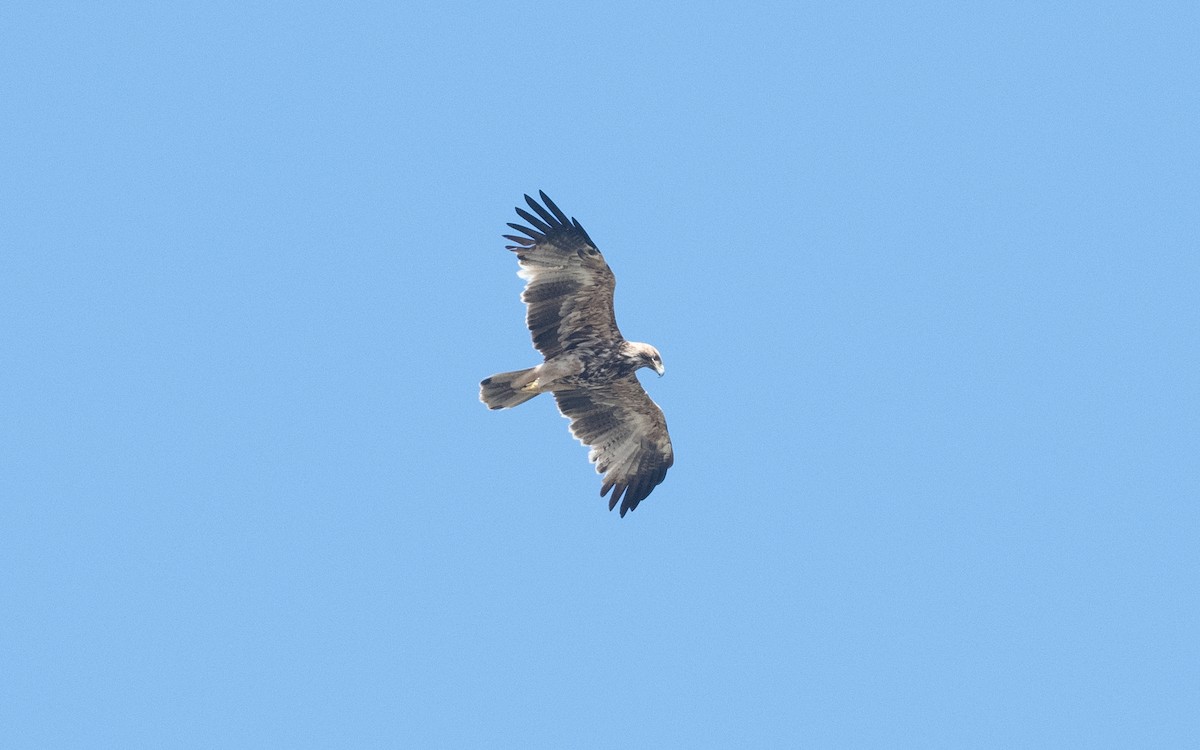 Imperial Eagle - ML626855085