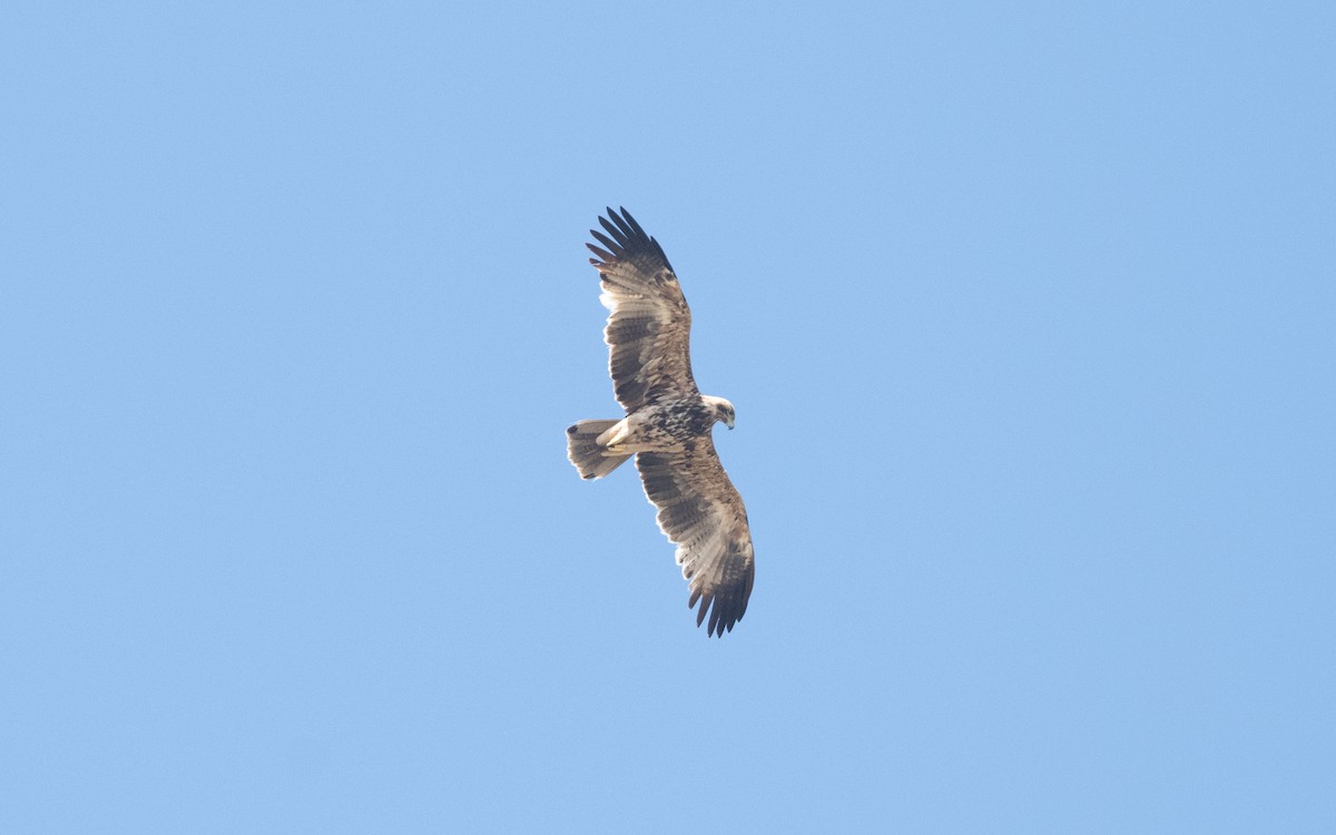 Imperial Eagle - ML626855087