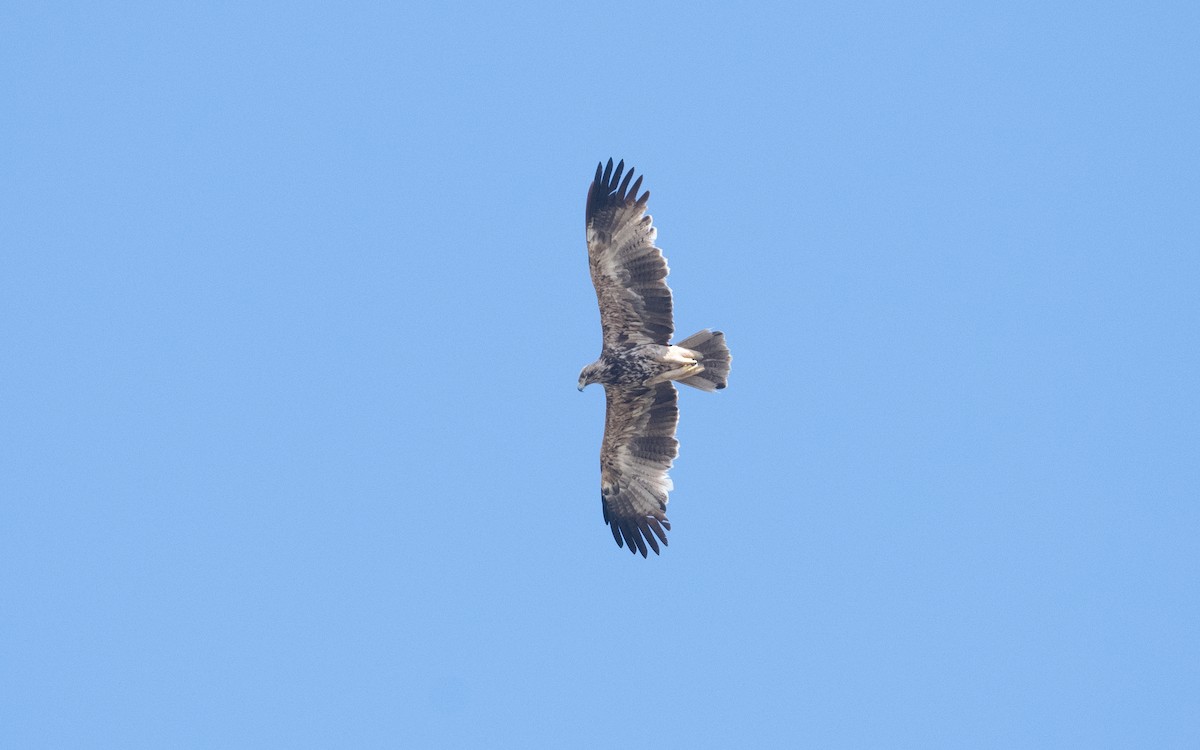 Imperial Eagle - ML626855090