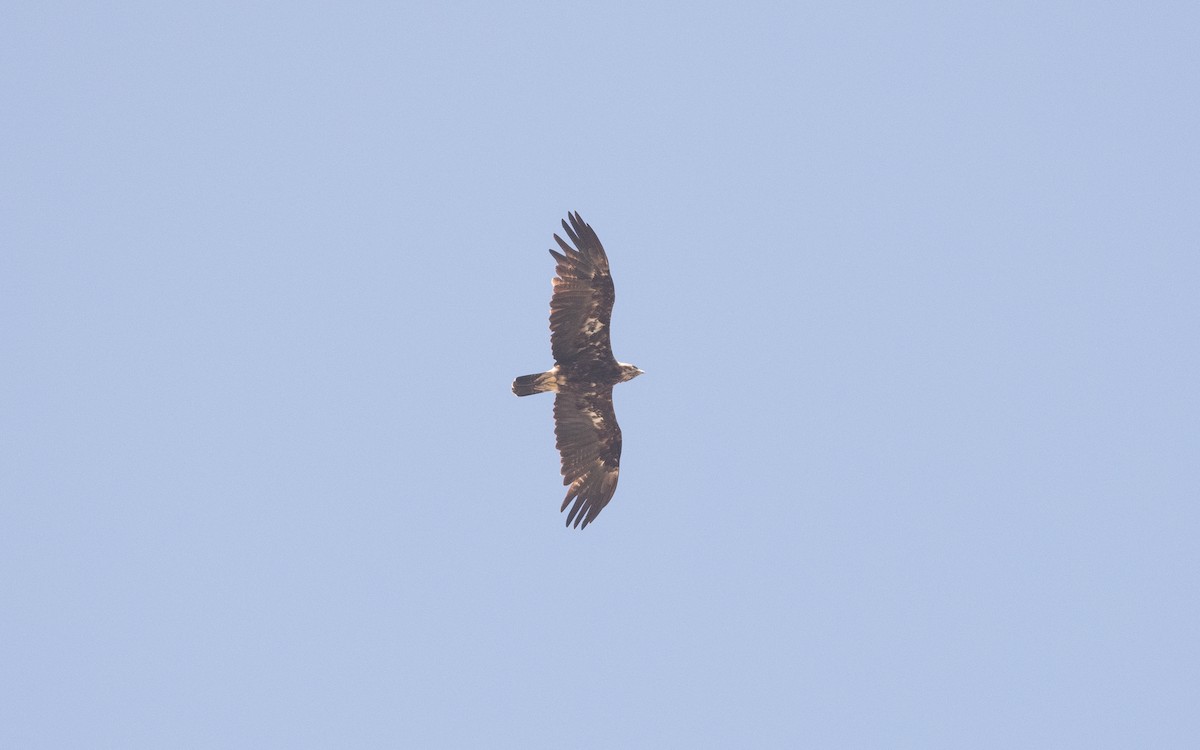 Imperial Eagle - ML626855105