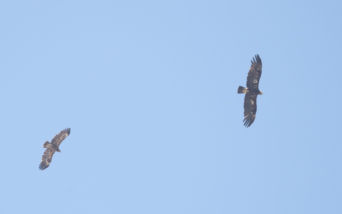 Imperial Eagle - ML626855106