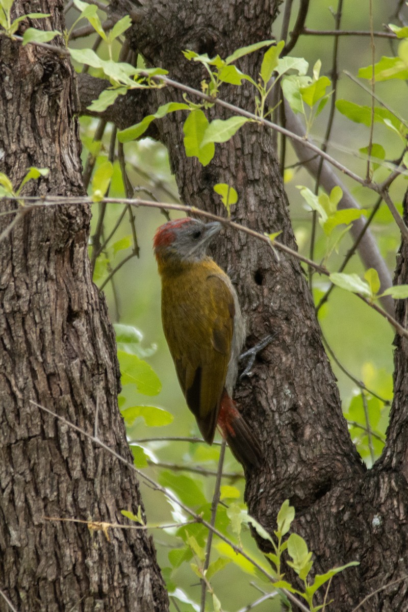 Olive Woodpecker - ML626855216