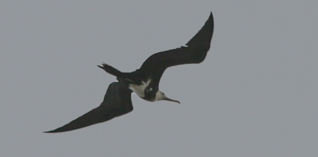 frigatebird sp. - ML626855386