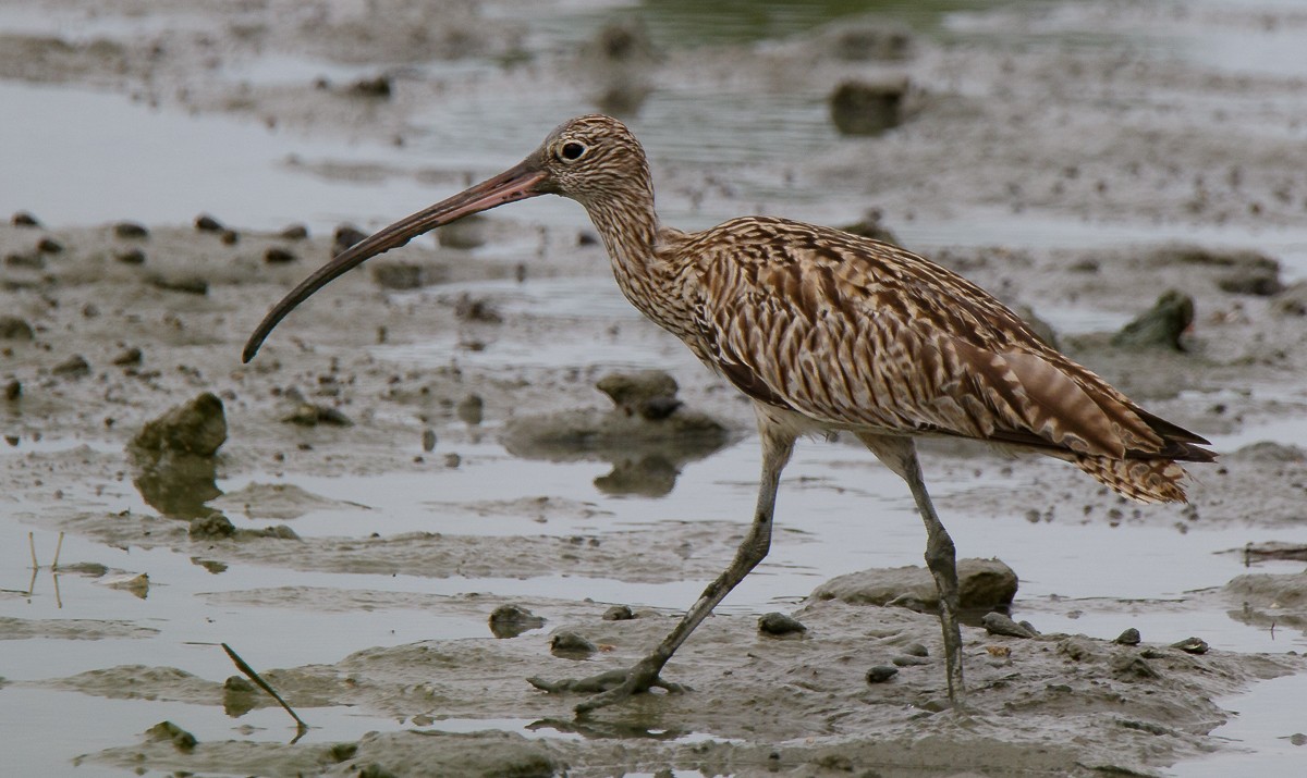 Far Eastern Curlew - ML626855446