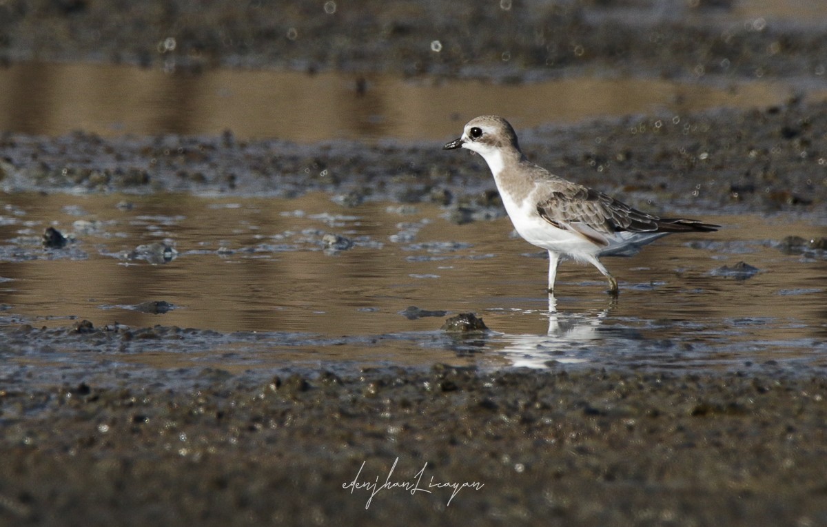 Siberian Sand-Plover - ML626855449