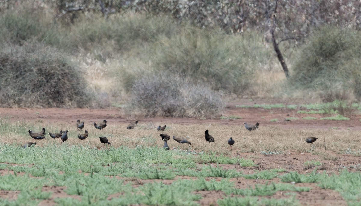 Black-tailed Nativehen - ML626855485