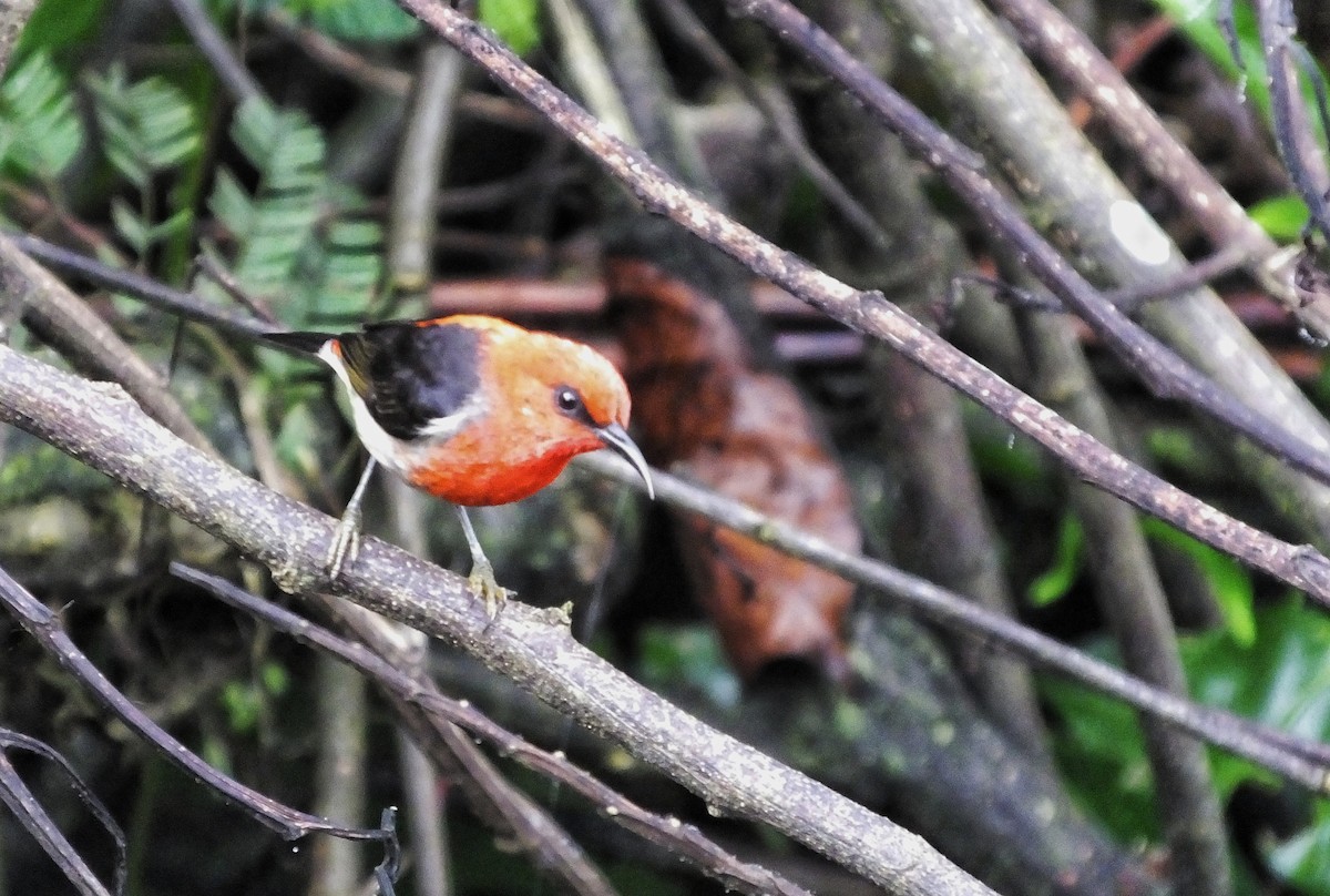 Sulawesi Myzomela - ML626855496