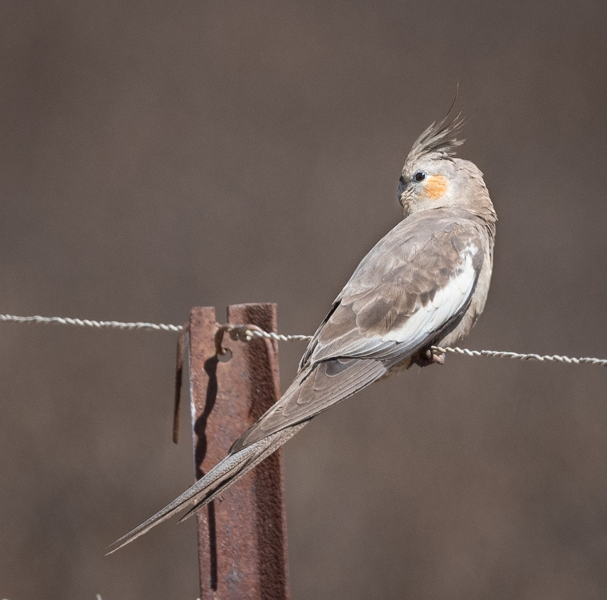 Cockatiel - ML626855501