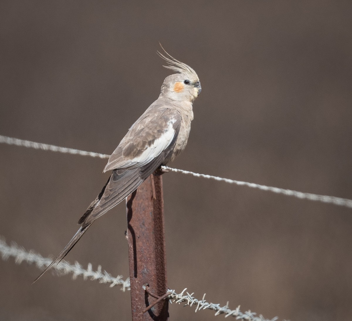 Cockatiel - ML626855502