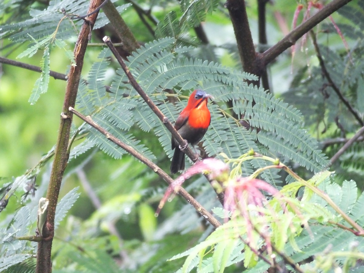 Crimson Sunbird - ML626855517