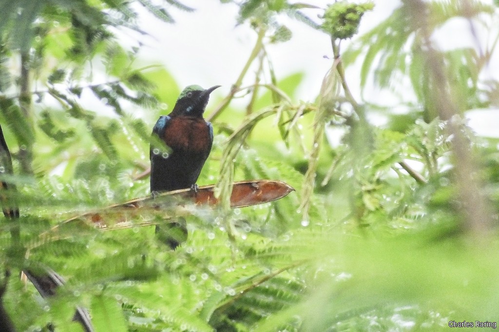 sunbird sp. - ML626855532