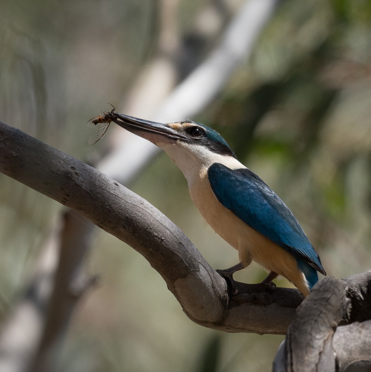 Sacred Kingfisher - ML626855560