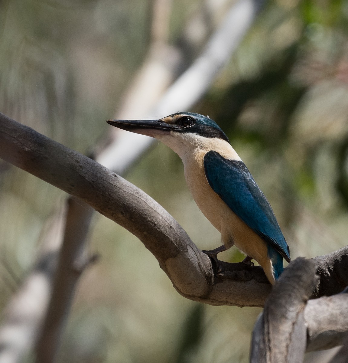 Sacred Kingfisher - ML626855561