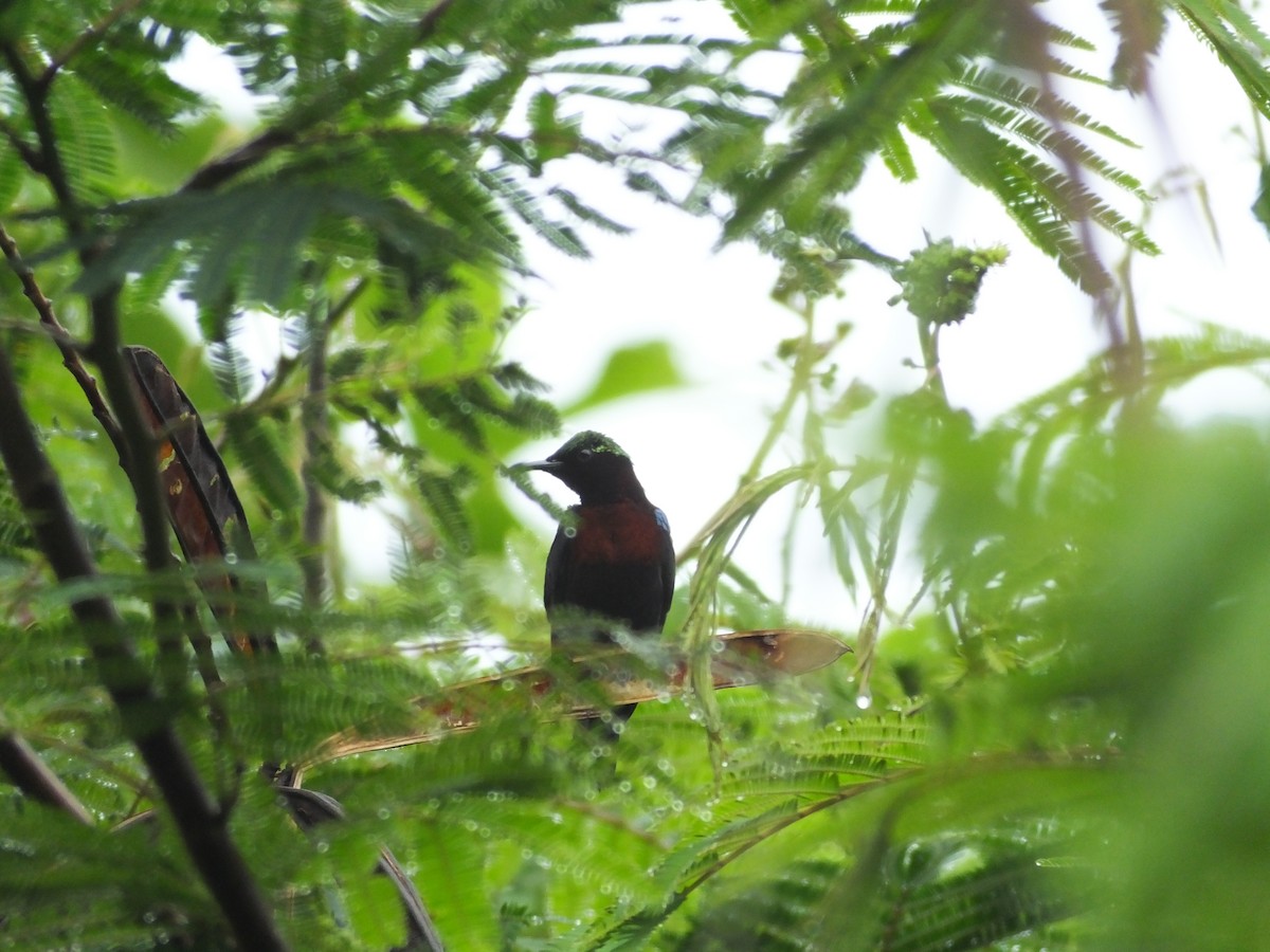 sunbird sp. - ML626855586