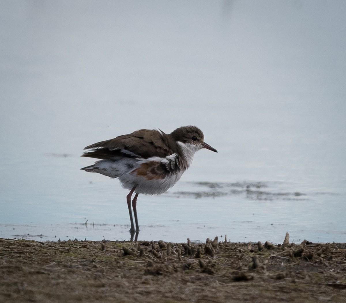 Red-kneed Dotterel - ML626855595