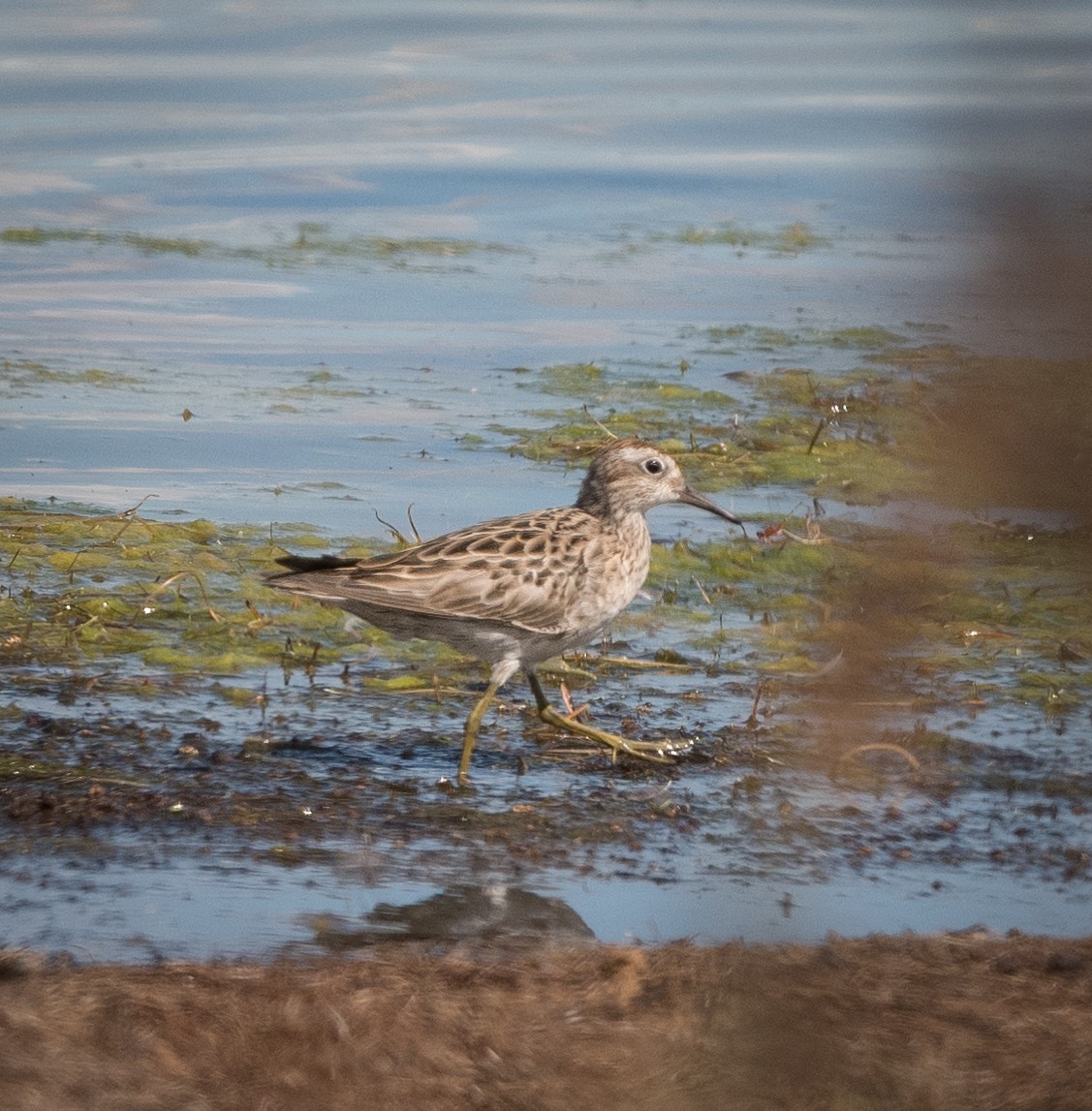 Sharp-tailed Sandpiper - ML626855609