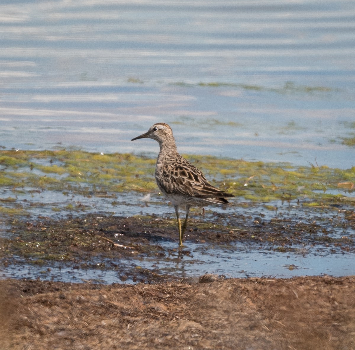 Sharp-tailed Sandpiper - ML626855610