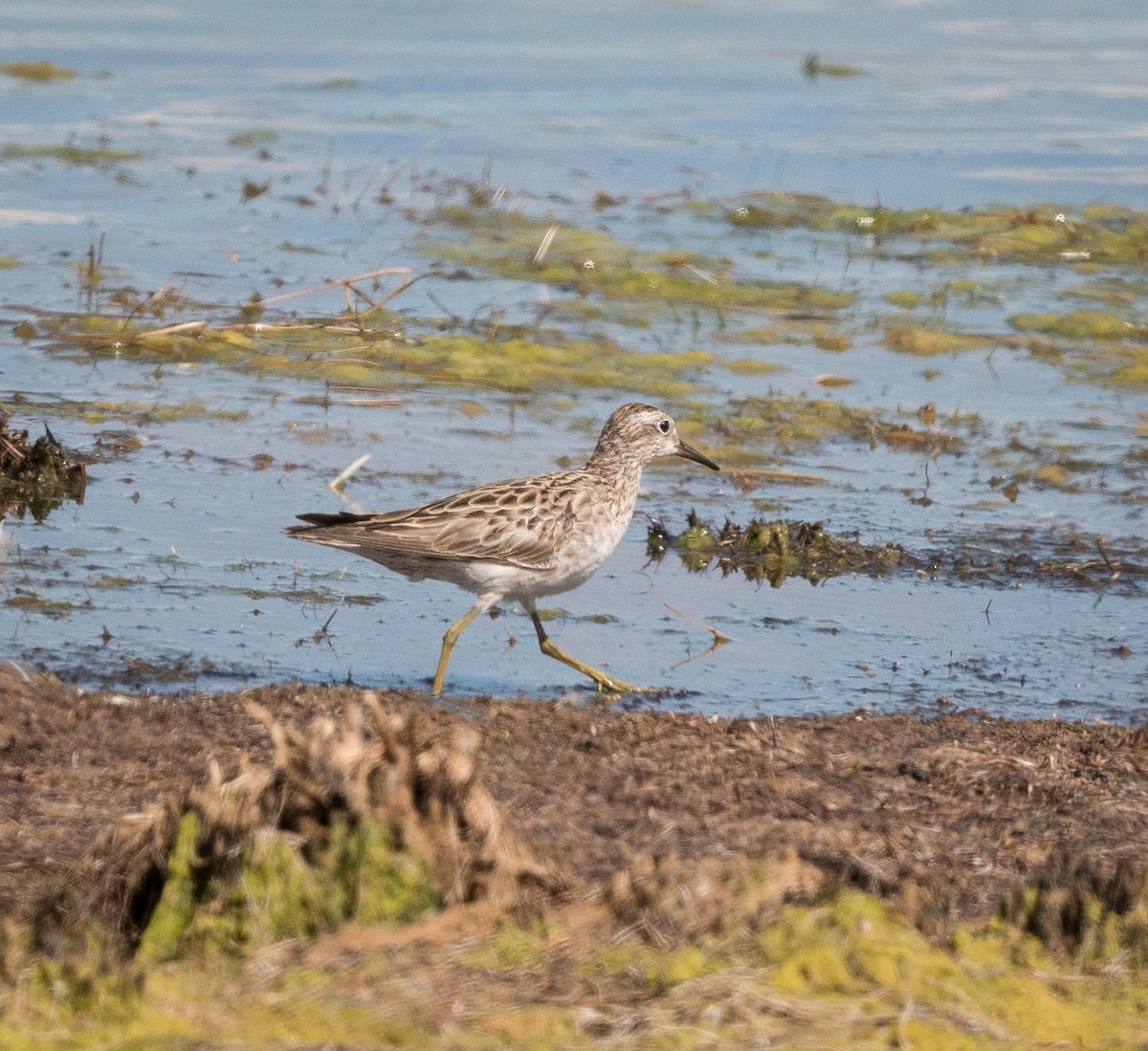 Sharp-tailed Sandpiper - ML626855611