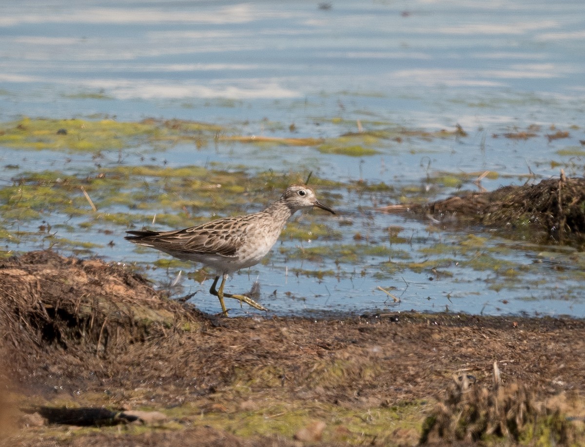 Sharp-tailed Sandpiper - ML626855612