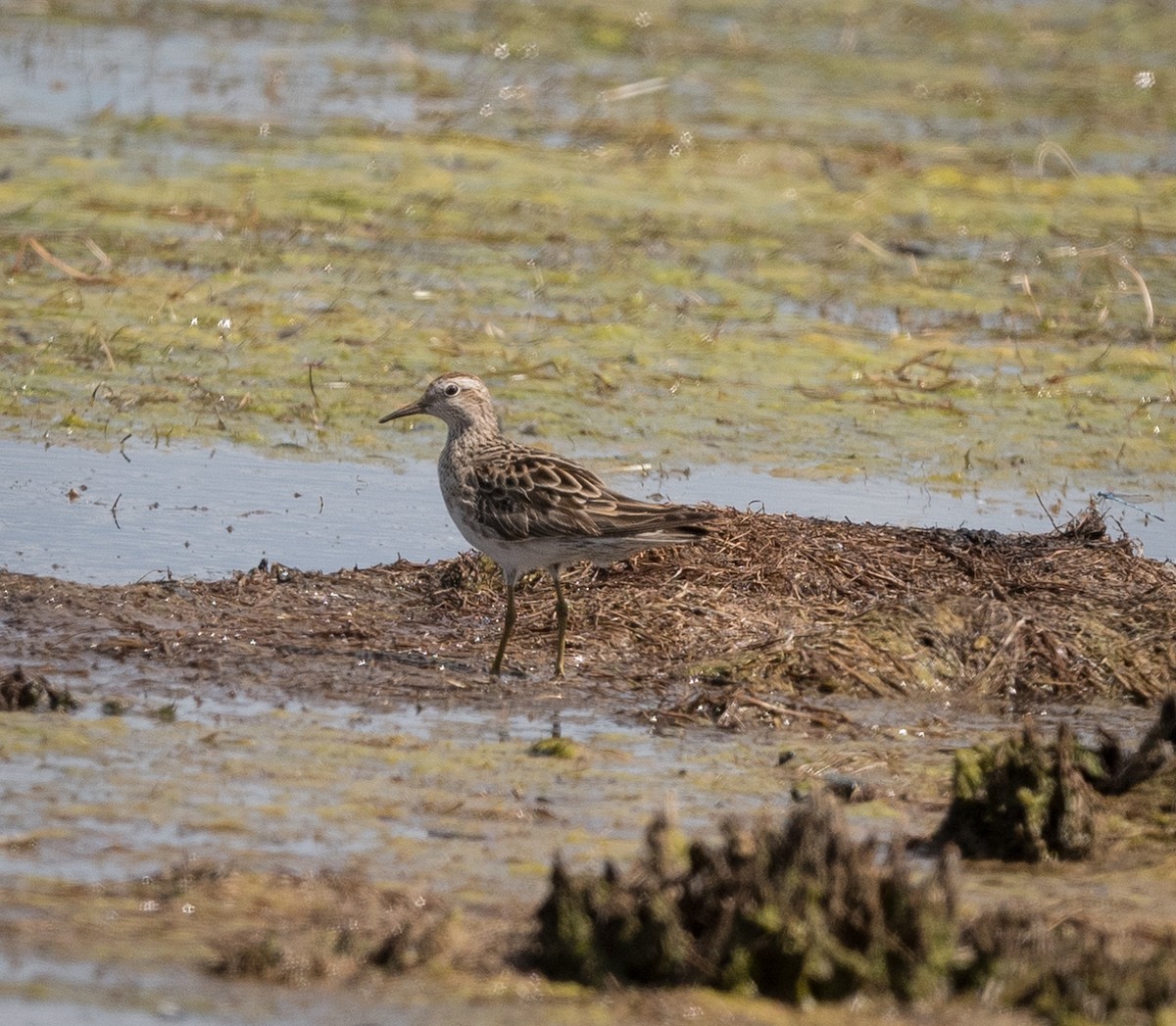 Sharp-tailed Sandpiper - ML626855613