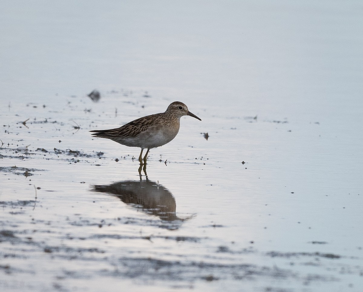 Sharp-tailed Sandpiper - ML626855614